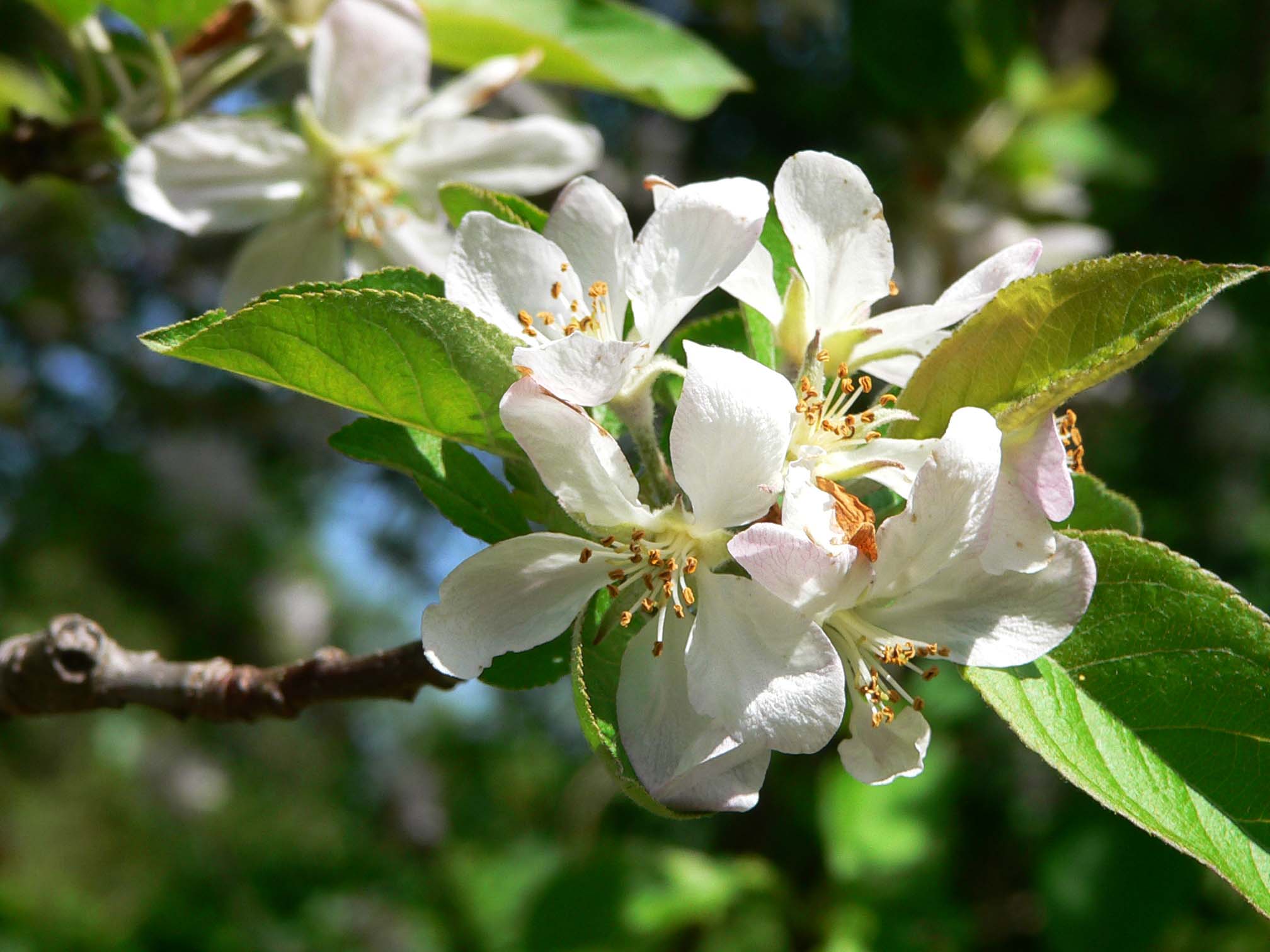 Gravensteiner Blüte