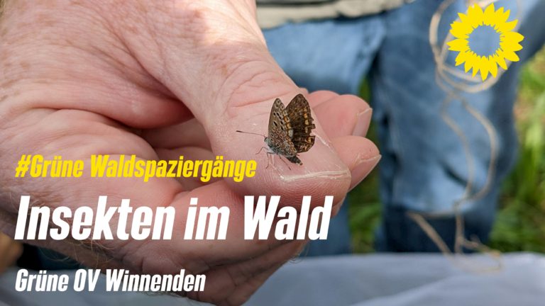 Insekten im Wald