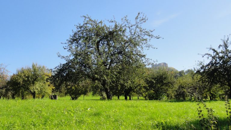 Sondergebiet Streuobstwiesen und Erholung