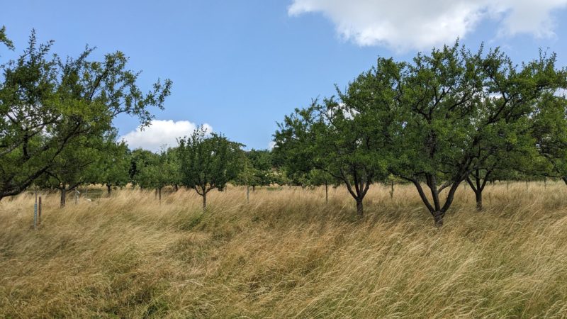 Streuobstwiesen entlang des Wanderwegs